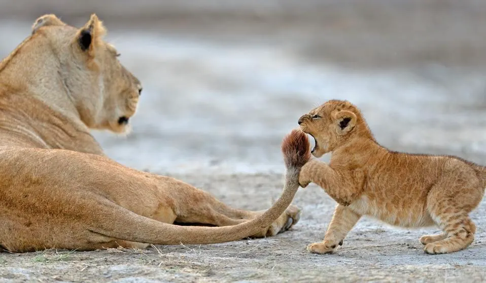 Wildlife Comedy Photos of 2022 Will Make You Roar