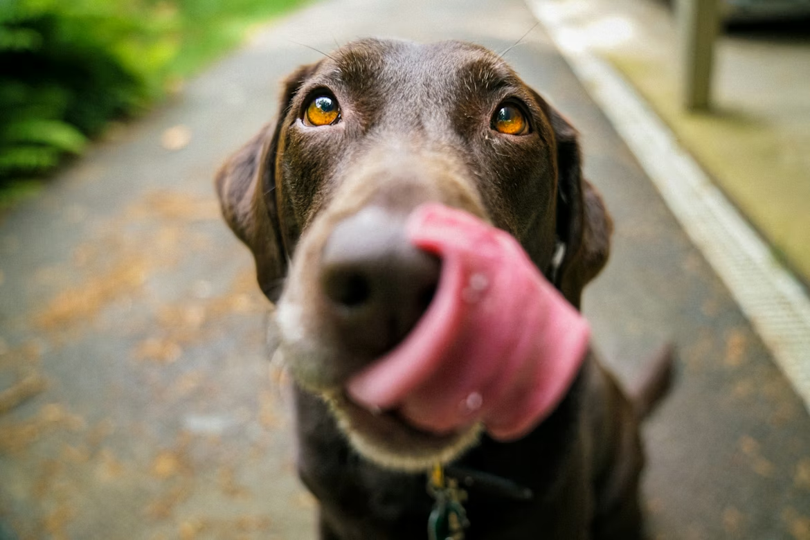 7 Best Dog Food Brands in South Africa (Vet Recommended)